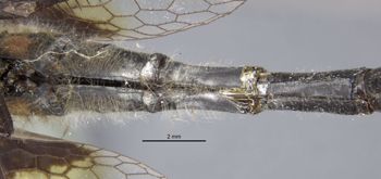 Media type: image;   Entomology 12432 Aspect: abdomen dorsal view